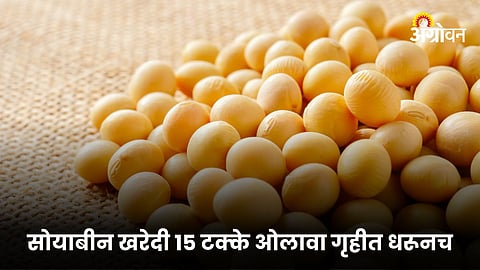 Soybean