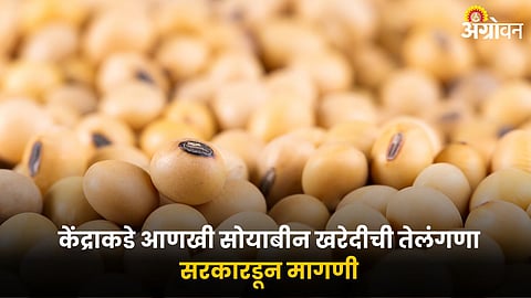 Soybean