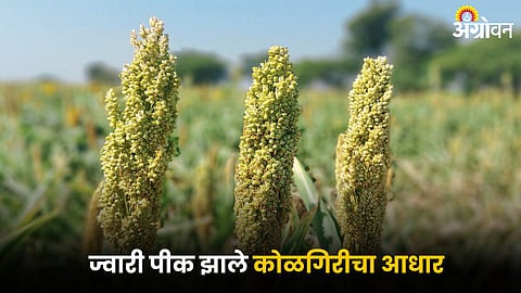 Jowar Farming
