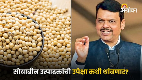 Soybean Issue and Devendra Fadnavis