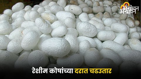 Silkworm Cocoon