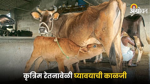 Animal Insemination : कृत्रिम रेतनावेळी घ्यावयाची काळजी