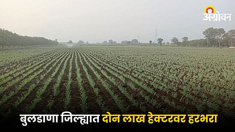 Chana Sowing