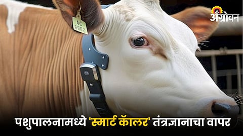 Livestock Management