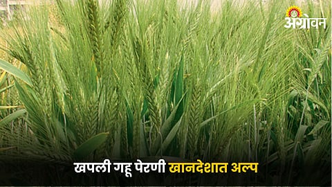 Wheat Farming