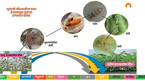 Crop Protection