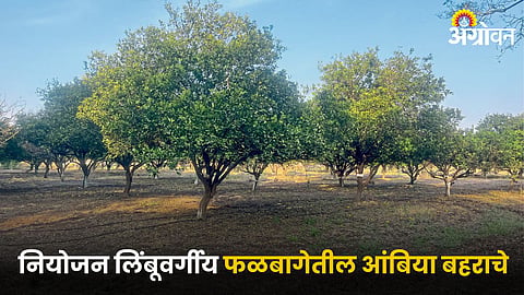 Citrus Farming