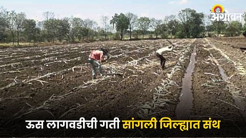 Sugarcane Cultivation