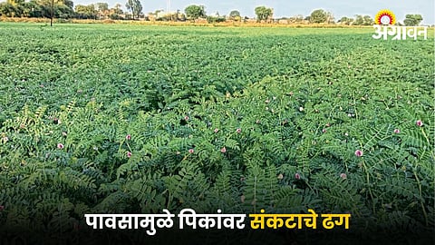 Agricultural Crisis