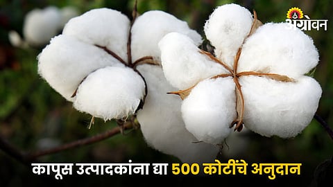 Cotton