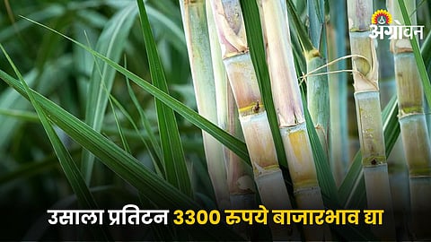 Sugarcane