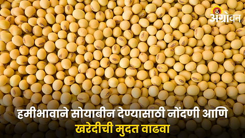 Soybean