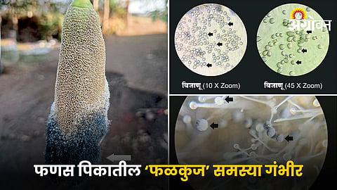 Jackfruit Disease