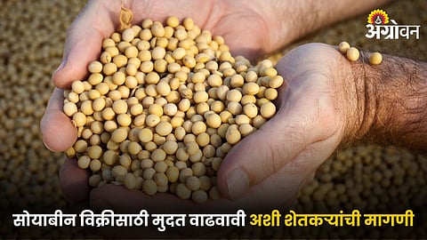 Soybean