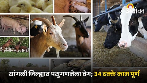 Livestock Census