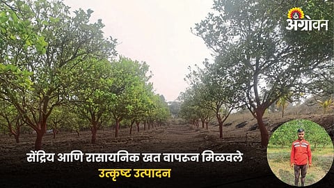 Mosambi Farming