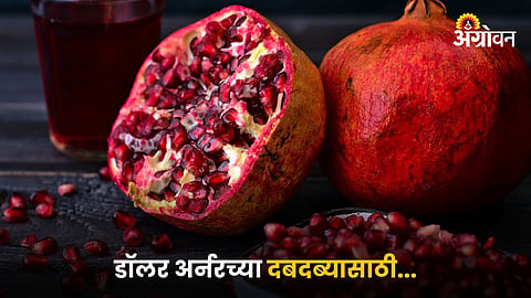 Pomegranate