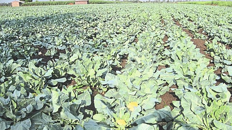 Cauliflower Prices