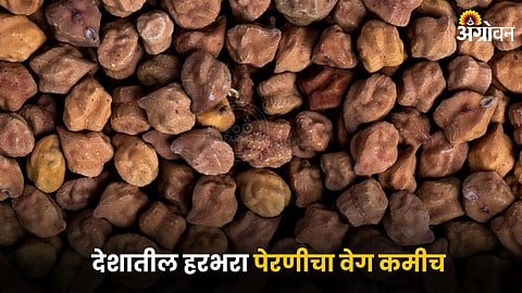 Chana Market