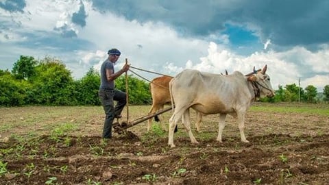 Rabbi Sowing area