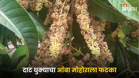Mango Blossom