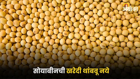 Soybean