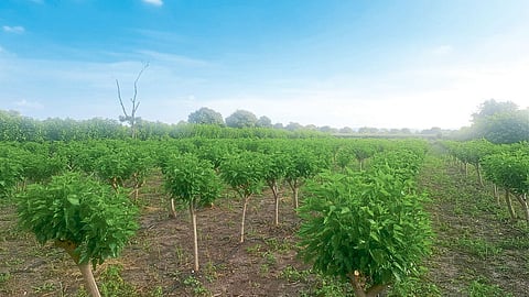 Silk Farming