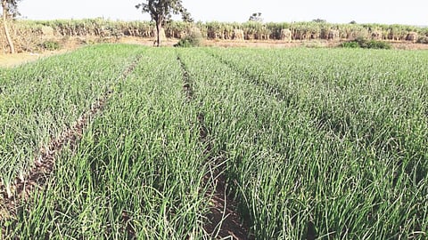 Onion Farming