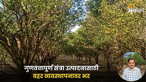 Orange Farming