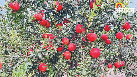 Pomegranate
