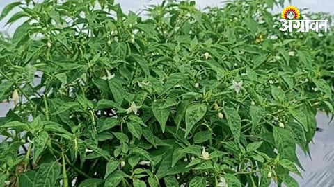 Chili