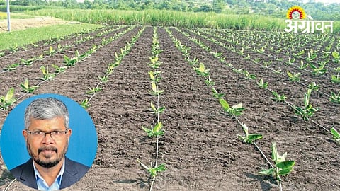 Banana Fungal Disease