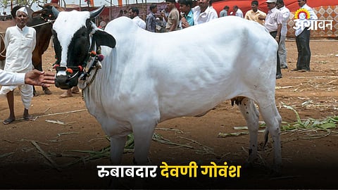 Devni Cattle