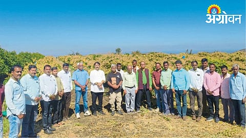 Mango Farming