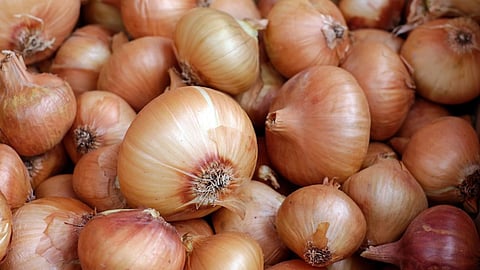 Onion Varieties Developed