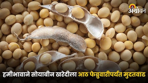 Soybean
