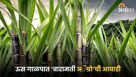 Sugarcane