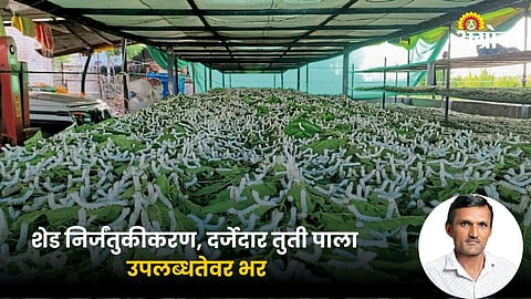 Mulberry Farming