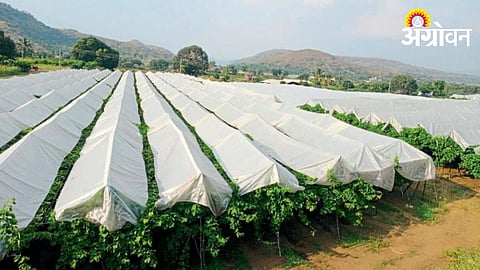 Grape Crop Management