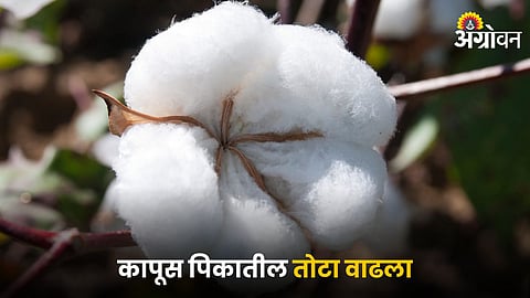 Cotton