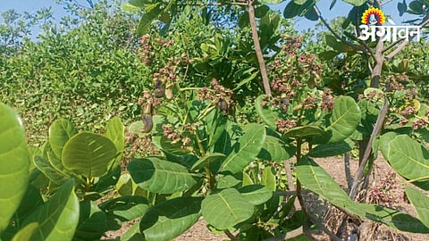 Cashew Crop