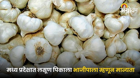 Garlic