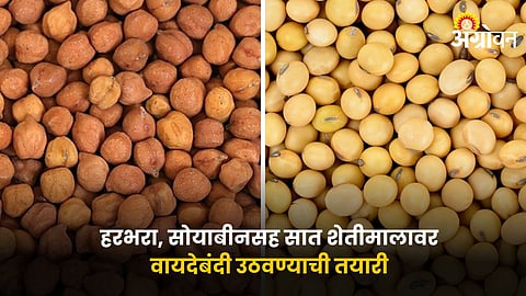 Chana and Soybean