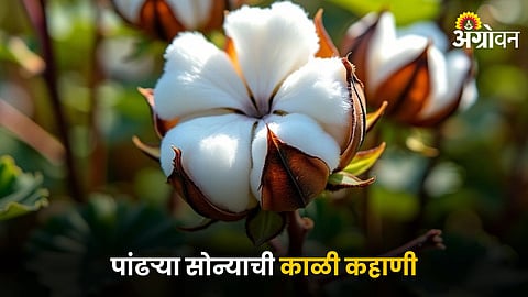 Cotton