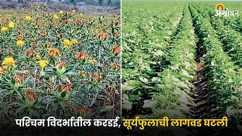 Safflower and Sunflower
