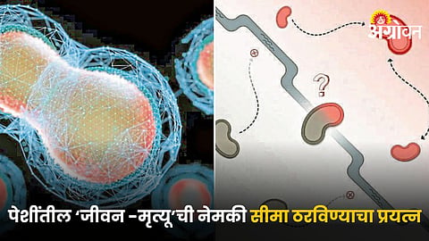 Cells