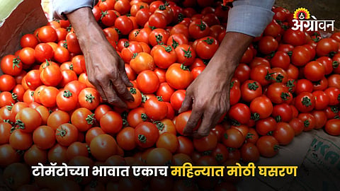 Tomato