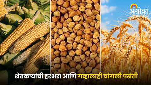 Maize, Chana and Wheat