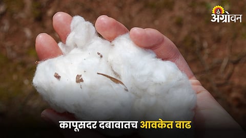 Cotton
