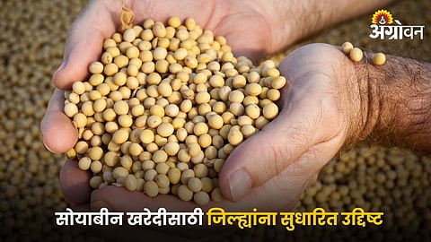 Soybean